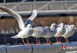 天津海鸥爆料最新消息,揭秘神秘项目背后的真相